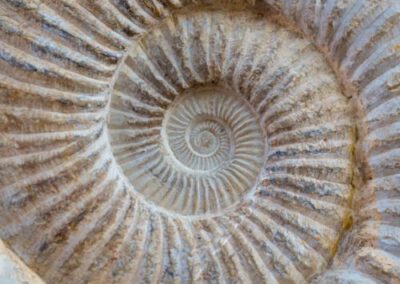 versteimerung schnecke